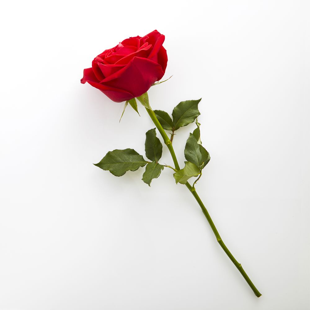 Real Rose